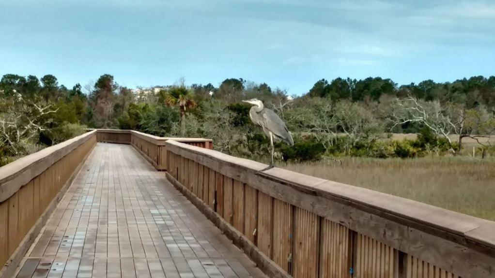 Hilton Head Resort Hilton Head Island Kültér fotó